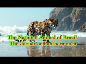 The National Animal of Brazil The Jaguar or Panthera onca