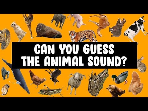 Can You Guess The Animal Sound? Guess the animal sound game 🎯