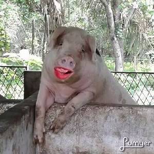 3.1K views · 32 reactions | The pig laughed | Dog Lovers Club | Facebook