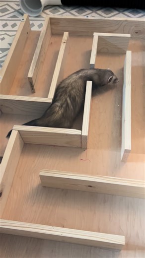 Daddy Builds an Exciting Maze for Baby Ferrets