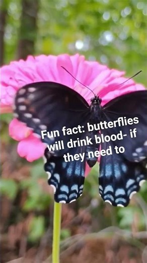 it's called mud-puddling #nature #educational #bugs #garden #interesting #halloween #cool