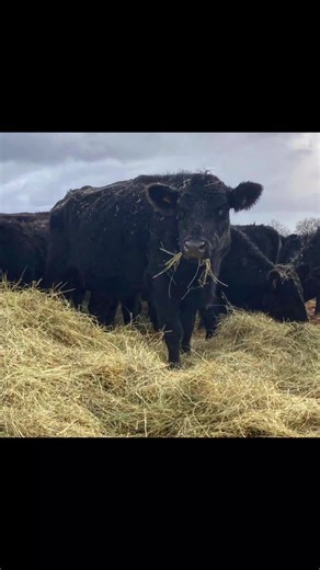 Exploring Nature: A Colorful Saturday with Cows