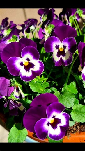 Pansy flowers | Mini Gardening Creativity
