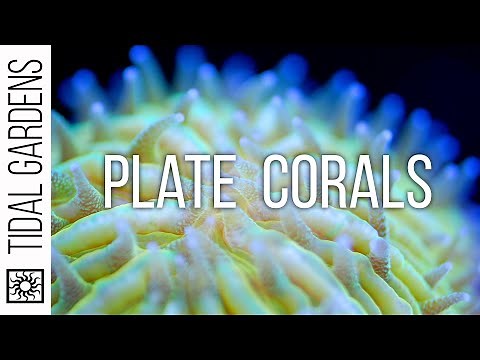 Plate Coral Care Tips - Fungia, Cycloseris, Diaseris, Lithophyllon, etc.