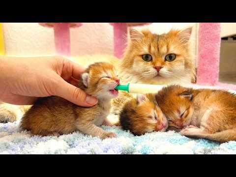 Best Newborn Kitten Routine: Milk, Sleep, and Mom Zlata Nearby 🐱