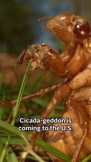What to know about the trillions of cicadas surfacing this spring