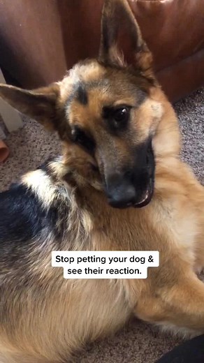 Those eyes😭😭😭😭 #stopwaitaminute #stopwaitaminutechallege #dogchchallenge #gsdoftiktok #tiktokdog #tiktokdogchallenge