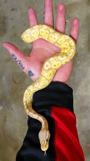 Banana Ball Pythons Are Amazing Pets #nature #youtubeshorts #reptiles #viral #animals #trending