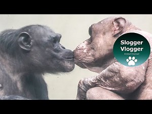 Hairless Chimp Interaction With Female Chimp