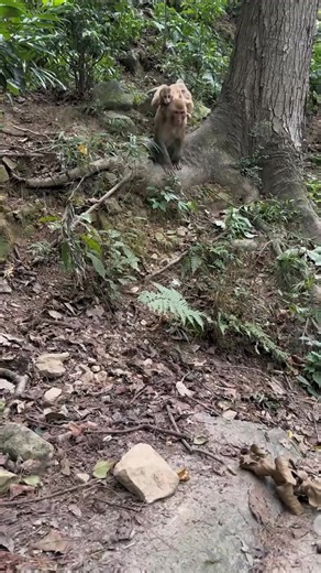 Primate Viral on Reels | Facebook