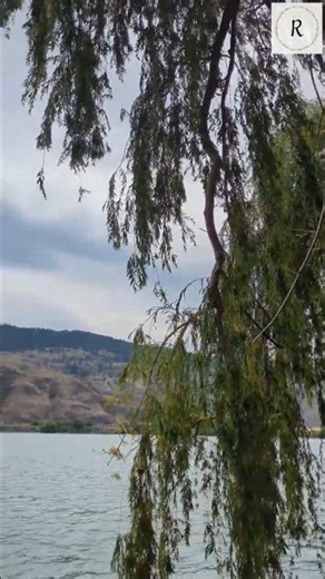 #49 - Filming the Thompson River Under a Willow | Filmando o rio Thompson sob um salgueiro