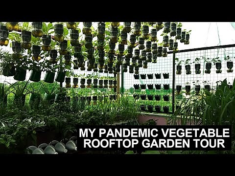 Tour Sa Aking Rooftop Garden I Vegetable Gardening