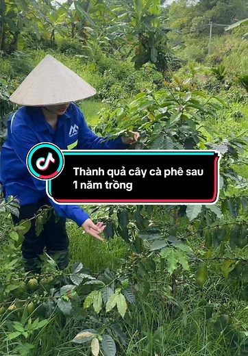 Người đầu tiên trồng và thử trải nghiệm giống cây cà phê tại lào cai sau 1 năm #caphegiong #laicai24 #giongcaycaphe #caphelaocai