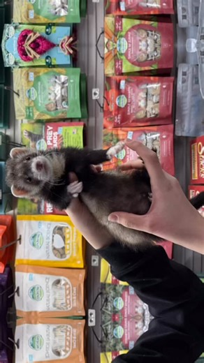 🐾 Baby Male Ferrets!! Smart, playful, and full of mischief! 💨 They require a Big cage 🏠 , soft bedding, tunnels & hammocks! 🍗 Feed high-protein ferret food (we use Marshall Ferret Diet) 💧 Fresh water always! 🕹️ 4 hrs of playtime a day (they need it!) 🧼 Trim nails & clean ears regularly! 💉 Vet visits vaccines = long, healthy life (6–10 yrs!) * * * #BuffaloPetSupply #FerretTok #FerretCare #MarshallFerrets #FerretLife #Ferret #Ferrets #ferretsofig #ferretsofinstagram #facebookferrets #ferre