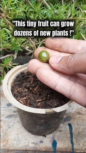 How To Grow Ground Cherry Plants Directly From Fresh Fruit Seeds #gardentips