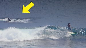 Oh My God! - Uluwatu, 14 August 2020 With all the commercial fishing that happens, I'm often surprised at the amount of sea life that we see when surfing in Bali - but a giant manta ray launching itself in the middle of the lineup is pretty freaky. Apart from the manta aerialist, it was a fairly stock standard day at Uluwatu, with a fun, small to medium sized swell running, if somewhat inconsistently. Some of the surfers featured in this vdeo... Usman: https://www.instagram.com/usmantrioko/ Haya