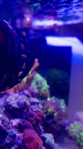 1.7K views · 21 reactions | Time to Go with the FLOW  All VorTech Pumps are 15% OFF now through 7/14... while supplies last! | EcoTech Marine | Facebook