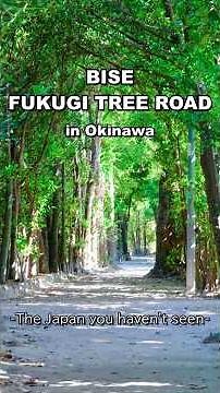 沖縄・備瀬のフクギ並木道/Bise Fukugi Tree Road in Okinawa