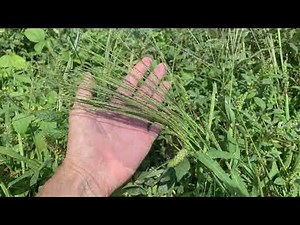 Western New York Garden Weed Identification