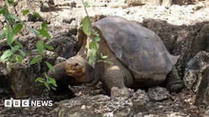 Last Pinta giant tortoise Lonesome George dies