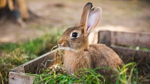 What's a Rabbit's Favorite Food?