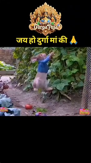 OOGGY__BHAI | Jai Ma Durga🙏 #navratri # navratrispecial #durgapuja #peterrabbit #viral #funnymemes #funnyvideos #comedyvideos #funnyreels... | Instagram