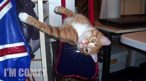 1.2M views · 10K shares | What goes on inside kitty brains? … Cole and Marmalade are back with more examples of cat logic! Let us know if you've had similar experiences with your cat or any different examples you liked to share with us, so we can continue to understand the cat… or not! :) More Cole & Marmalade videos - https://www.youtube.com/user/chrispoole20 | Cole & Marmalade | Facebook