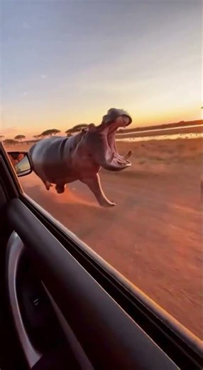 Hippo Chases Car at Full Speed 🦛🚗 | Real Dash Cam Footage #hippo #viral