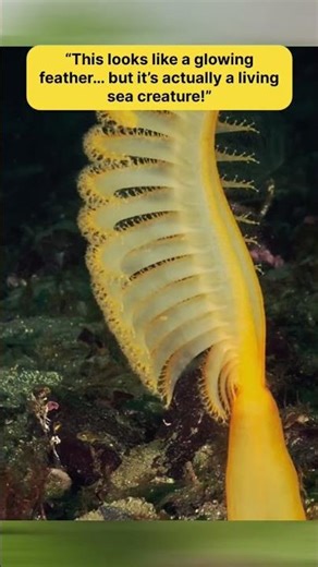 Sea Pen: Looks Like a Feather, But It’s Alive! 🌊✨