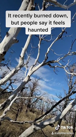 Oof this one would be bad at night #foryou #foryoupage #fyp #xyzbca #CoolRanchDance #chaoticpets #differentbreed #BestThingSince #scary #lost #horror