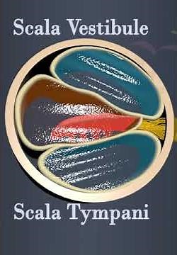 Structure of Cochlea #education