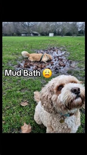 Splish Splash Splosh #dogshorts #mondaymotivation #popmusic #newmusic #newalbum #fyp #acoustic #yh