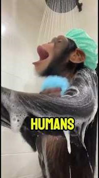 Top 5 Animals That Act Like Humans #shorts #animals