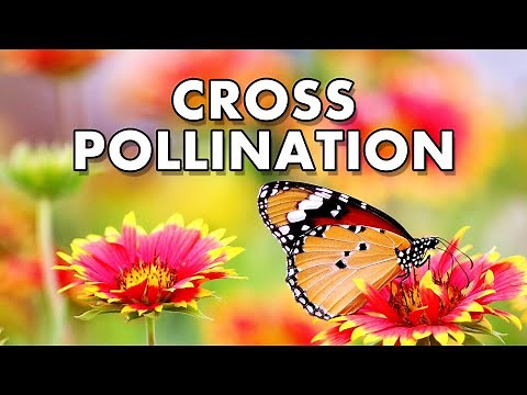 CROSS POLLINATION (Allogamy)
