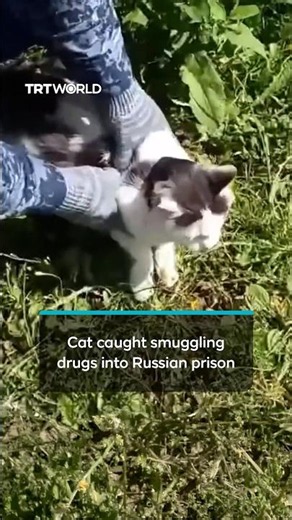 Cat caught smuggling drugs into Russian prison