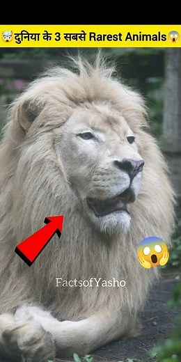 World’s 3 Most Rare Animals You’ve Never Seen Before 🐾 #facts #shorts #viral #trending #rareanimals
