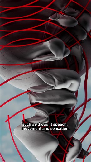 Functional MRI's help us determine which part of the brain is handling thought, speech, movement and sensation 🧠✨ FMRI's are usually taken over a period of time and aid in planning of surgery, radiation therapy or other invasive treatements Stay tuned to learn how Functional MRI's differ from Diffusion MRI's. #BrainImaging #Neuroscience #FunctionalMRI #MRI