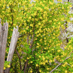 Black Currant, Ribes aureum | High Country Gardens