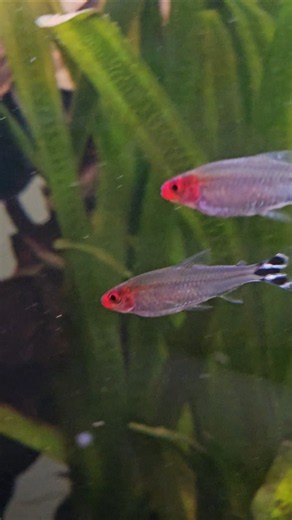 Rummynose Tetras looking SUPER! #plantedtank #aquarium #music