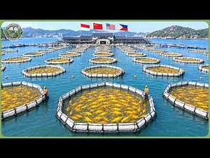 How 35,000 Tons of Seafood Are Hauled in 24 Hours - Inside World’s Biggest Seafood Harvest