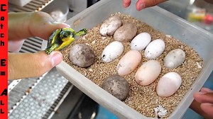World’s Smallest Pet Turtle Just Hatched!