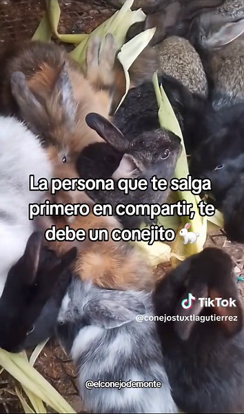 Conejos adorables: el mundo de los conejitos