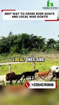 How To Cross The Local Goats With The South African Boer Goats