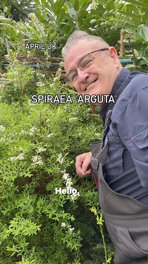 29K views · 353 reactions | Spiraea Arguta Bridal Wreath Foam of May’.#plants #plant #plantlover #plantsplantsplants #garden #gardening #spring | Dave The Plantman | Facebook