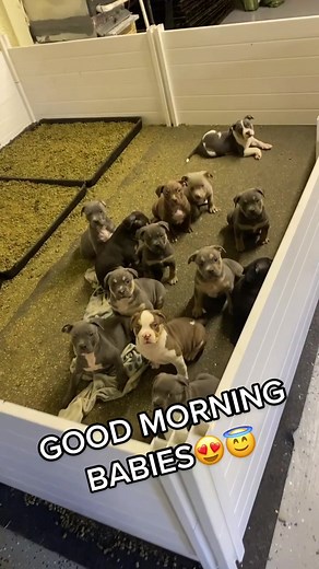 Potty Train a 6 Week Old Pitbull Puppy | Tips & Tricks