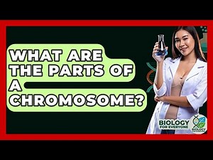 What Are The Parts Of A Chromosome? - Biology For Everyone