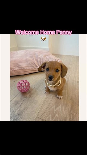 First family dog 🐶 #puppy #mix #corgi #dachshund #shawty