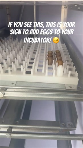 Adding eggs to the incubator #incubator #gqf #hatching #buttonquail #quail