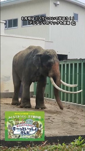 おうじどうぶつえんの「アジアゾウ」🐘