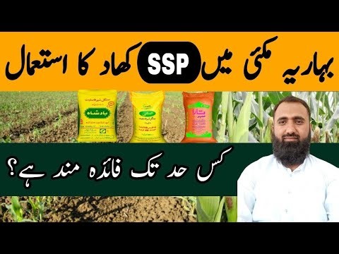 Spring Maize Fertilizer Guide | Correct Use of SSP for Best Results